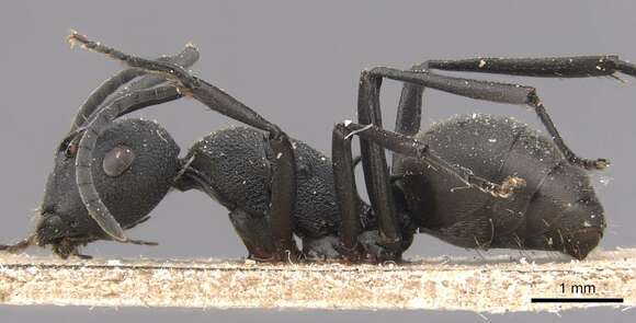 Image de Polyrhachis grisescens