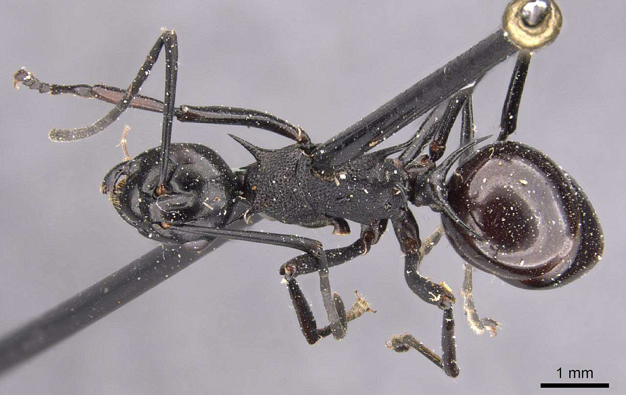 Image of Polyrhachis arachne Emery 1896