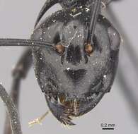 Image of Polyrhachis arachne Emery 1896
