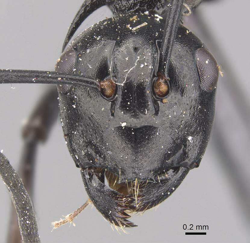 Plancia ëd Polyrhachis arachne Emery 1896