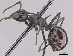 Plancia ëd Polyrhachis arachne Emery 1896