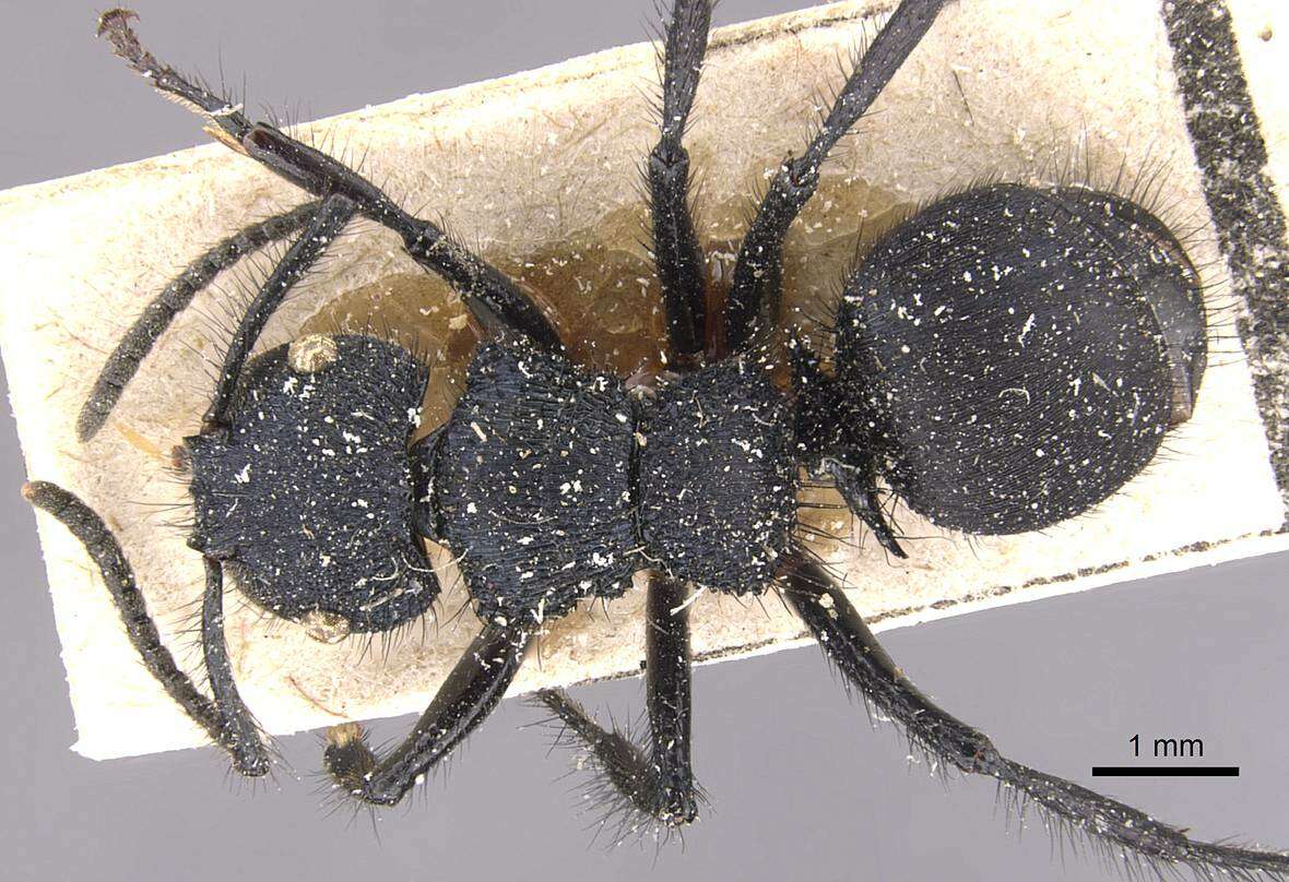 Image of Echinopla vermiculata Emery 1898