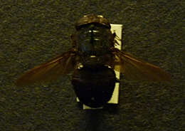 Image of Cuterebra tenebrosa Coquillett 1898