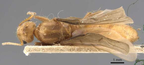 Image of Pseudolasius tenuicornis Emery 1897