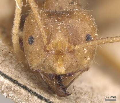 Image of Pseudolasius breviceps Emery 1887