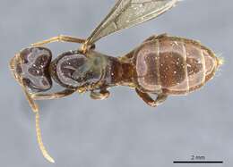 Image of Lasius viehmeyeri Emery 1922