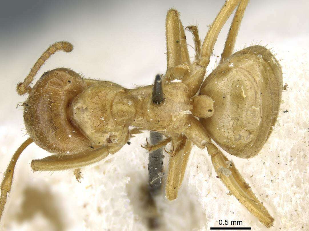 Image of Lasius viehmeyeri Emery 1922