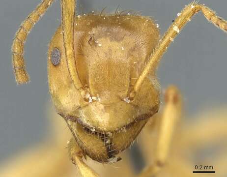 Image of Lasius viehmeyeri Emery 1922