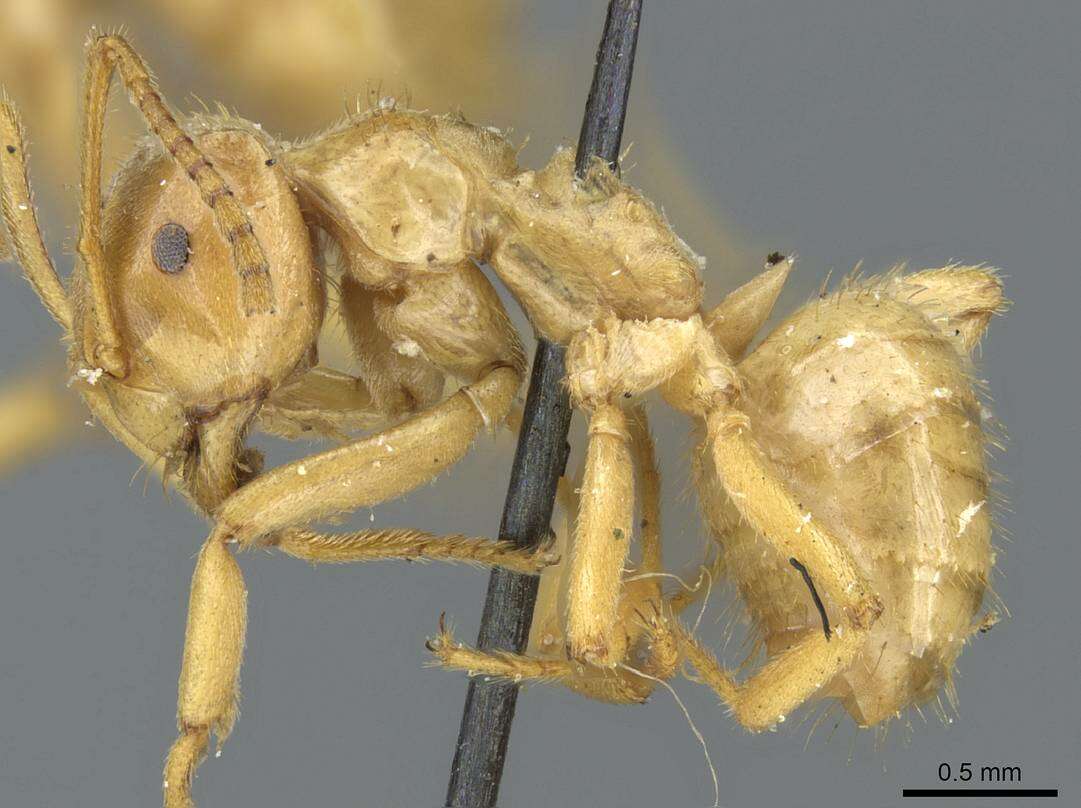 Image of Lasius viehmeyeri Emery 1922