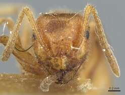 Image of Lasius speculiventris Emery 1893