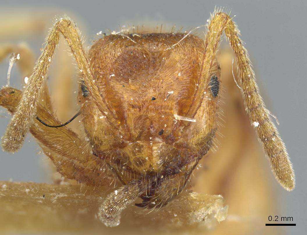 Image of Lasius speculiventris Emery 1893