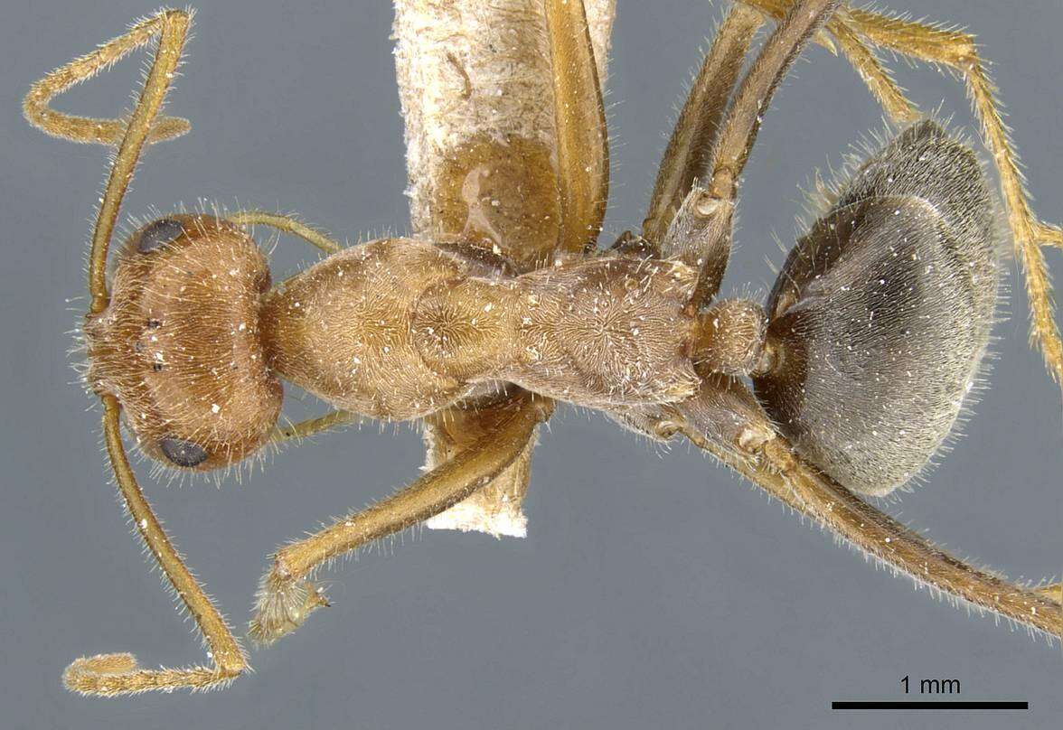 Image of Myrmecocystus semirufus Emery 1893