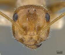 Image of Myrmecocystus semirufus Emery 1893