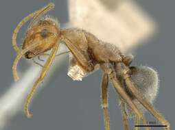 Image of Myrmecocystus semirufus Emery 1893