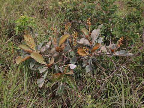 Image of Byrsonima viminifolia A. Juss.