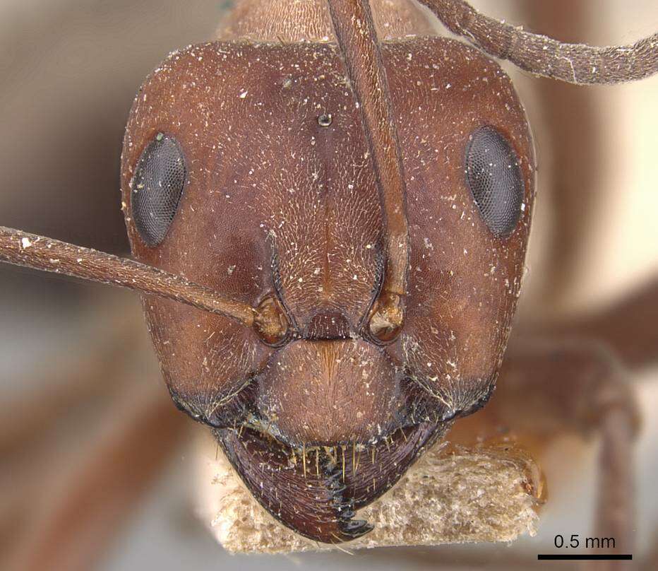 Image of Formica rubicunda Emery 1893