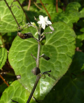 Image of Beesia deltophylla C. Y. Wu