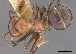 Image of Formica opaciventris Emery 1893