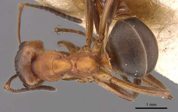 Image of Narrow headed ant