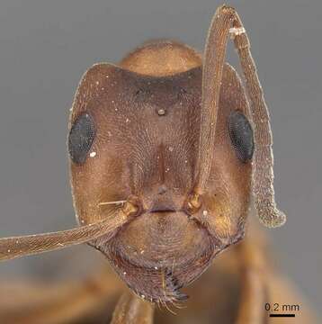 Image of Narrow headed ant