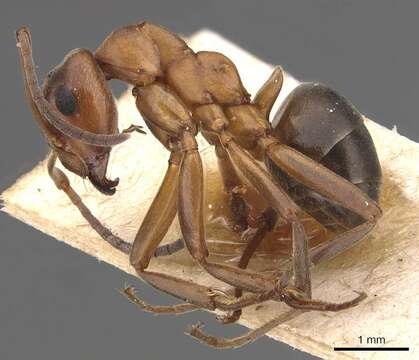 Image of Narrow headed ant