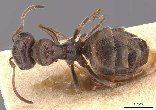 Image of Proformica korbi (Emery 1909)