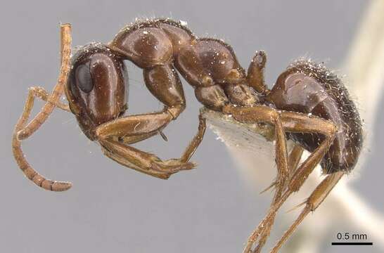 Imagem de Formica lasioides Emery 1893