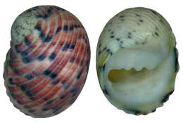 Image of four-tooth nerite