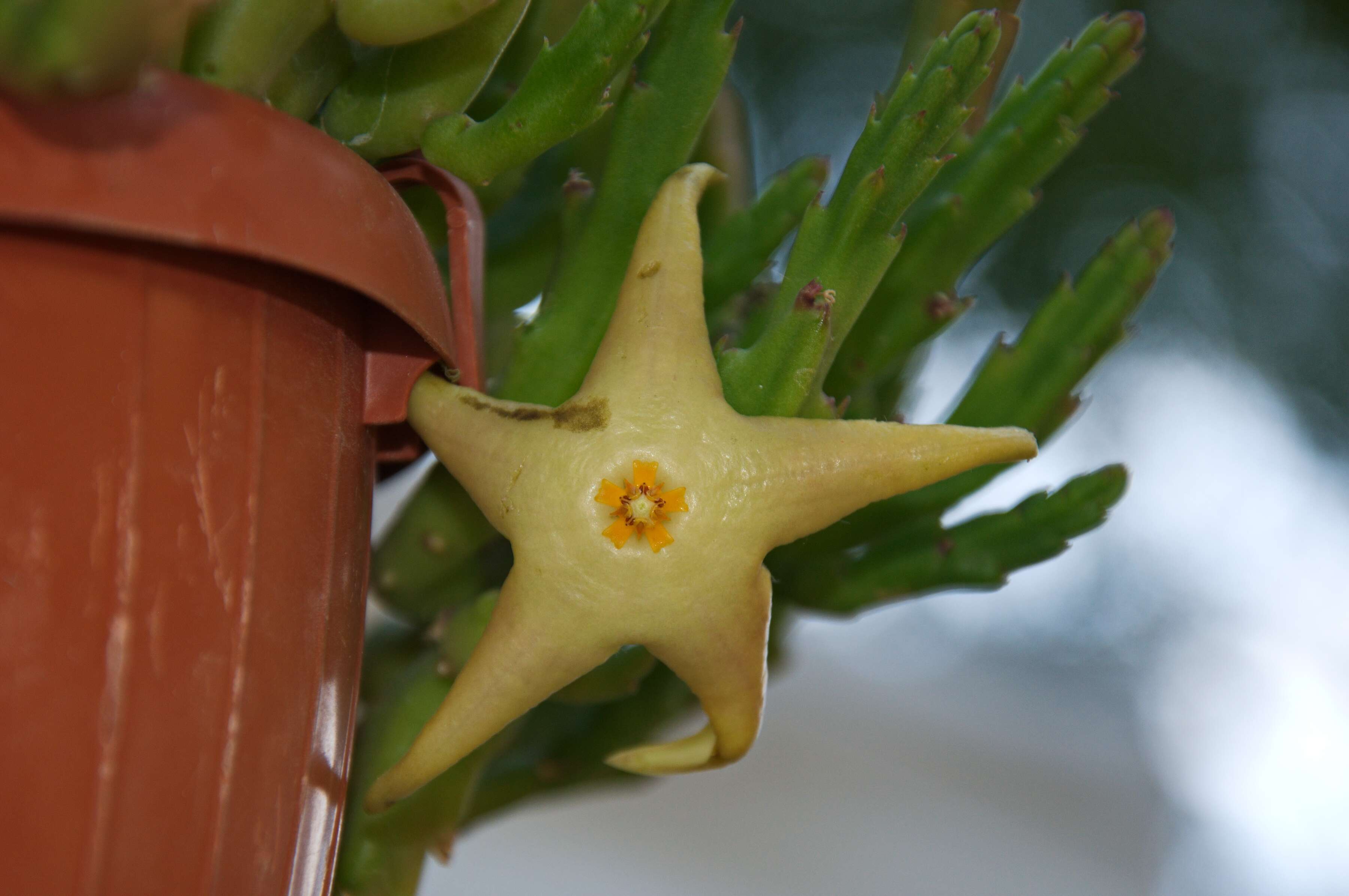 Ceropegia divaricata (Masson) Bruyns resmi