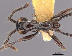 Image de Aenictus huonicus Wilson 1964