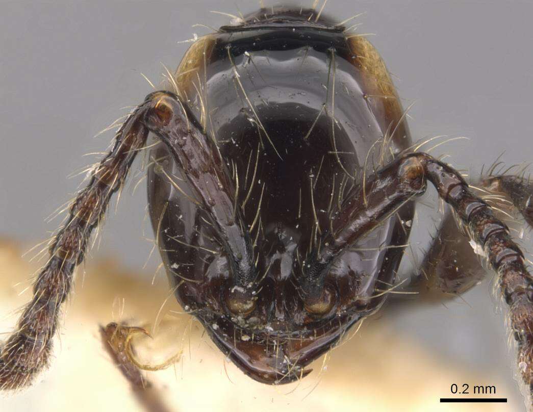 Image de Aenictus huonicus Wilson 1964