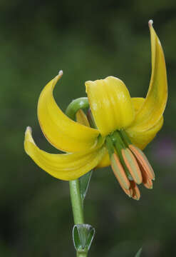 Lilium albanicum Griseb.的圖片