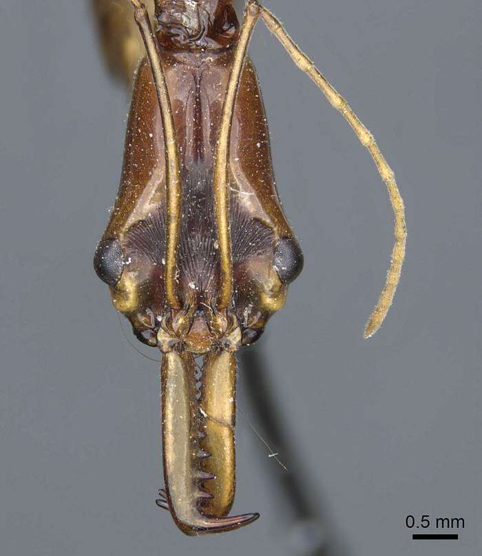 Image of Odontomachus testaceus Emery 1897