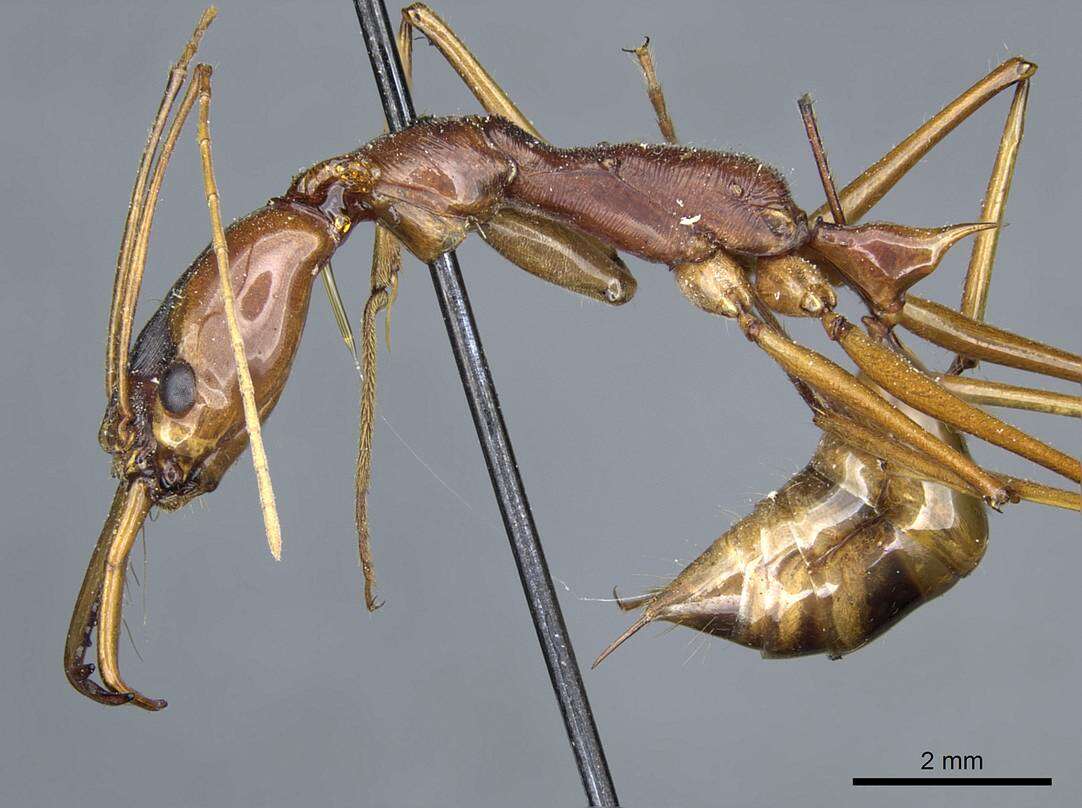 Image of Odontomachus testaceus Emery 1897