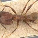 Image of Pheidole manteroi Emery 1897