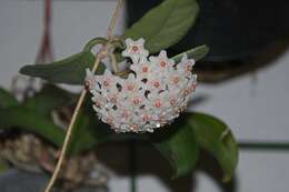 Image of Hoya fungii Merr.