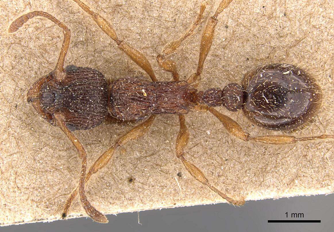 Image of Myrmica lonae