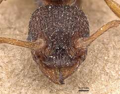 Image of Myrmica lonae