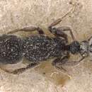 Image of Tetramorium punctiventre Emery 1887