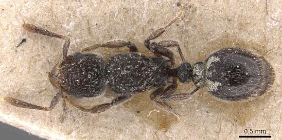 Tetramorium punctiventre Emery 1887的图像