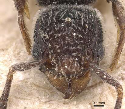 Image of Tetramorium punctiventre Emery 1887