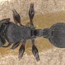 Image of Procryptocerus balzani Emery 1894