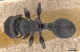 Image of Procryptocerus balzani Emery 1894