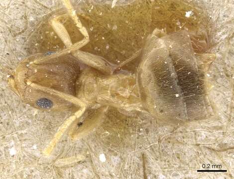 Imagem de Brachymyrmex heeri Forel 1874