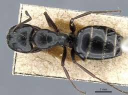 Camponotus gestroi Emery 1878的圖片