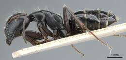 Camponotus gestroi Emery 1878的圖片