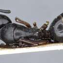 Image of Camponotus sacchii Emery 1899