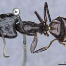 Image de Camponotus contractus Mayr 1872