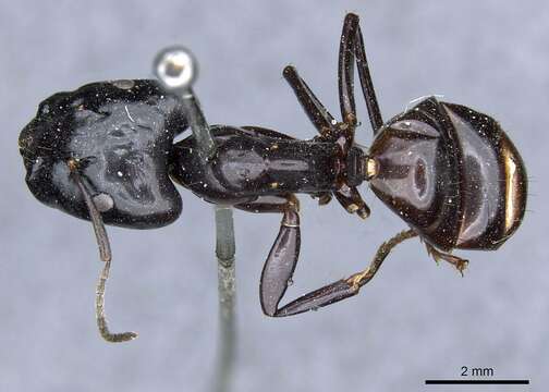 صورة Camponotus contractus Mayr 1872