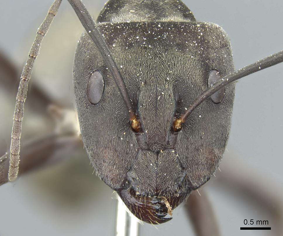 Image of Camponotus parius Emery 1889